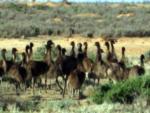 Creche_of_Emus.jpg