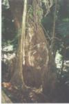 Rainforest_Buttresses.jpg