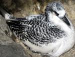 Tropicbird_Chick.jpg